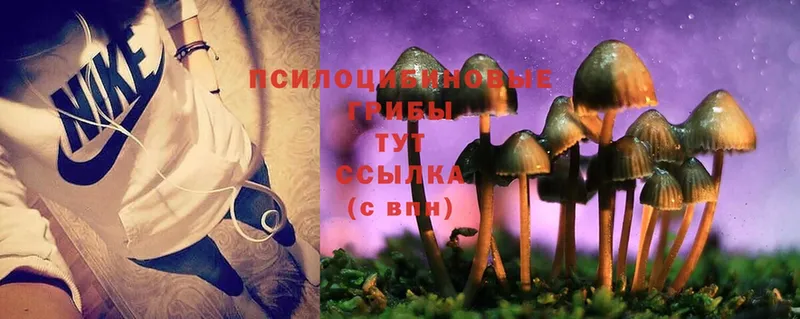 Псилоцибиновые грибы Cubensis  сколько стоит  Тарко-Сале 